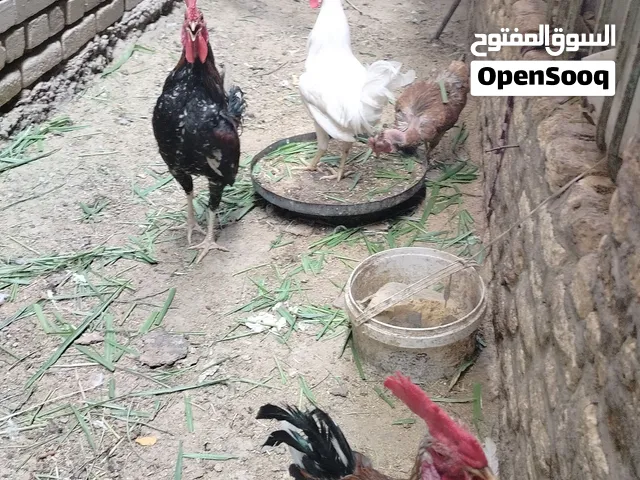 دجاج للبيع