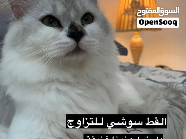 القط سوشي والقط اوريو للتزاوج