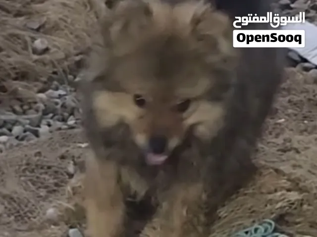 جروي ذكور للبيع 2026/06/07