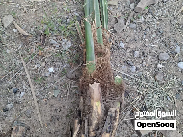 فسائل متنوعه للبيع ملاحظه يرجى تواصل على رقم الهاتف