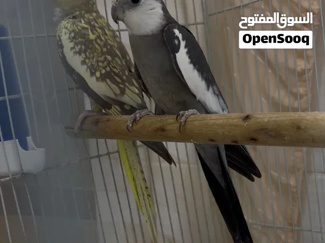 زوج كوكتيل منتج