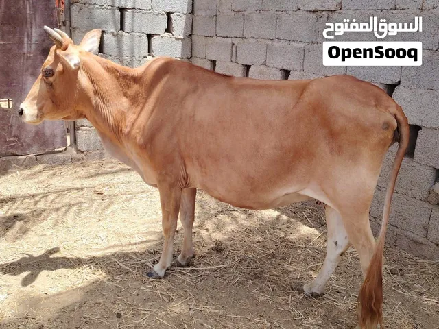 بقره محليه عشار 7 أشهر تقريبا مضمون فحص بيطري