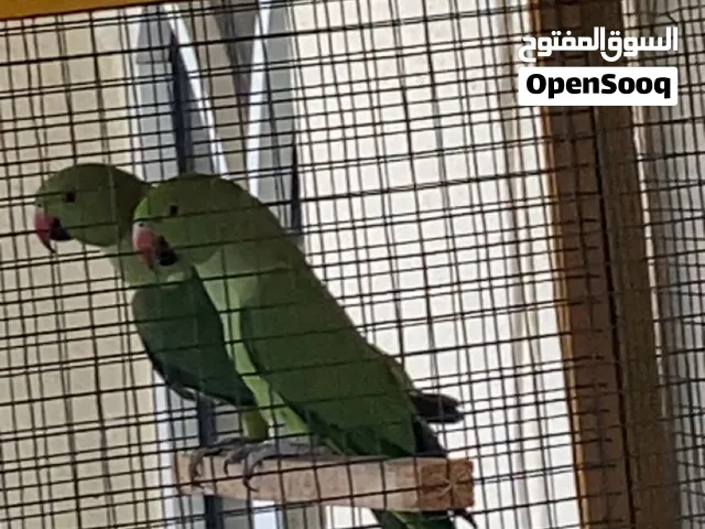 متوه دره هندي