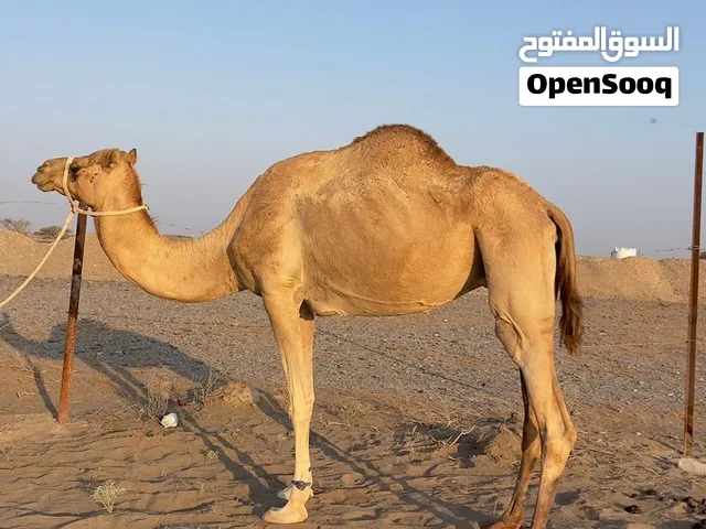 ناقه سمين للبيع