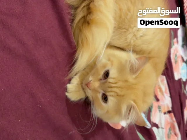 His name is assad he is very cute For free