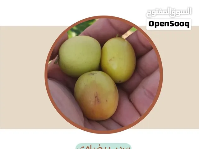 سدر مطعم جاهز للإنتاج