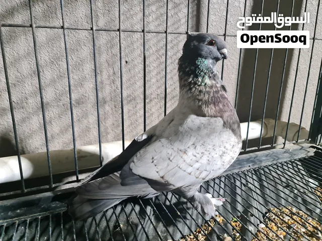 للبيع حمام مستوى طيب