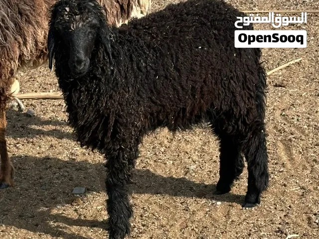 للبيع كبش ً