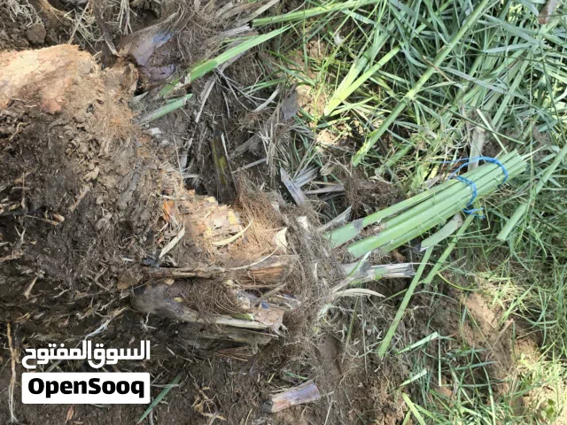 فسايل نخيل اصل للبيع من الام