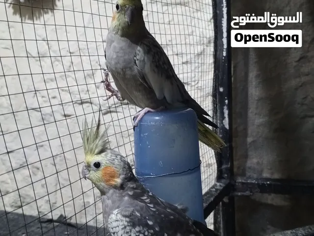 جوزين كوكتيل