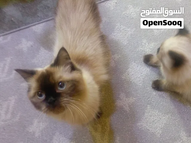 قط للبيع بسعر مغري