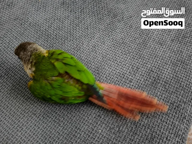 كنيور اليف وكلش حلو ومتعلم علينه