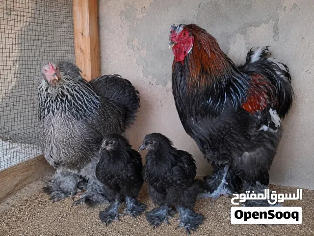 دجاج براهما