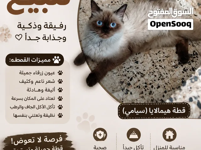 بيع القضة  مكان طرابلس ليبيا عن زارة طريق المشتل