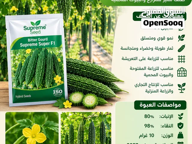 ذور كرلا هجين F1 – Supreme Super من Supreme Seed، صنف مميز يتميز بنمو قوي وإنتاج جيد، وثمار طويلة ذا