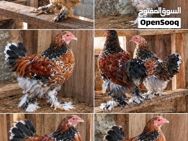 ديك وعتوقتين