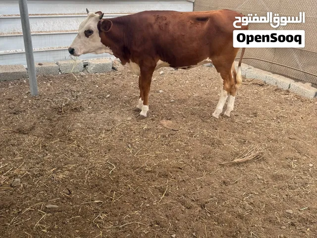 عجلات ثنتين حال تربيه ماشاالله رقم واحد امهاتهن طيبات