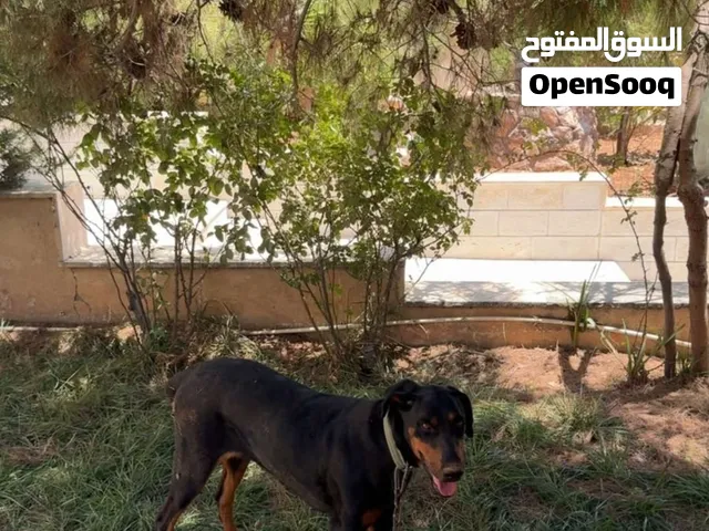 كلبه دوبرمان عمرها 3 سنين ما معها دفاتر ماخذه كل المطعيم