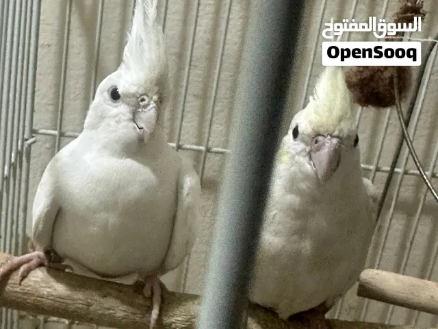 Breeding Pair Cockatiel albino white
