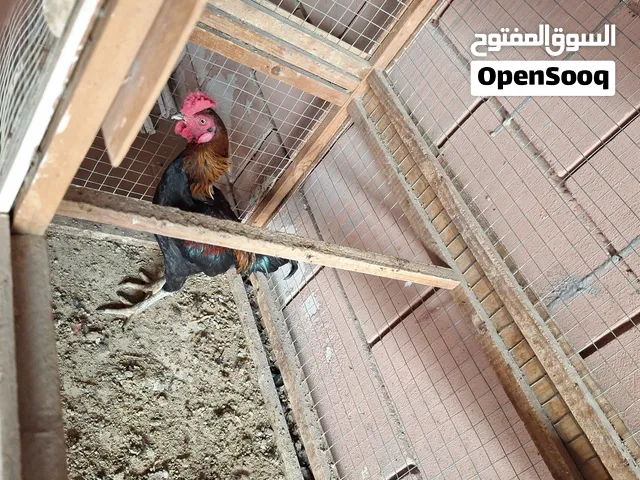 للبيع 1ديج و3فروخ دجاجتين وديج افروخ اعمارهم 3 شهور