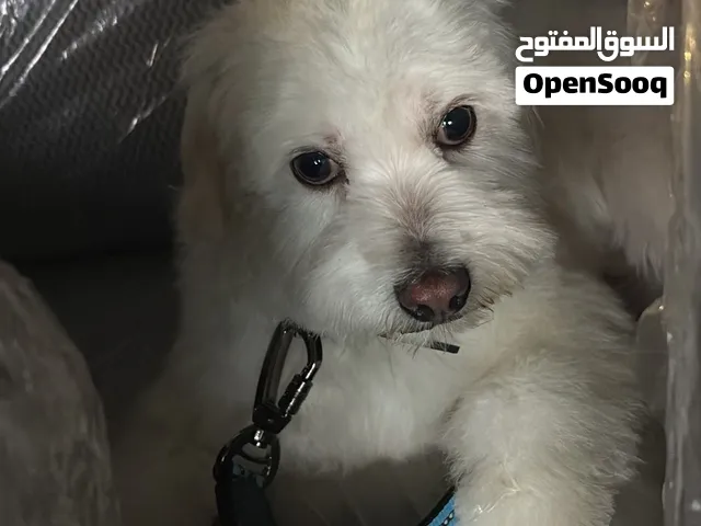 كلب زينه ل البيع