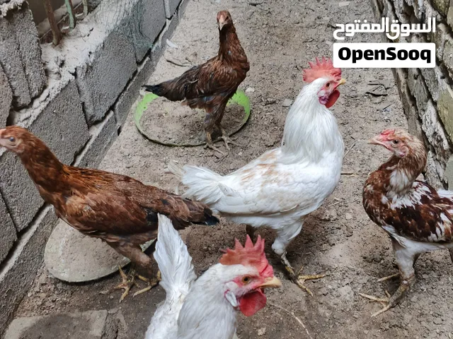 فروجات عرب 5 ثلاث دجاجات وثنين ديوجه السعر شلع 45