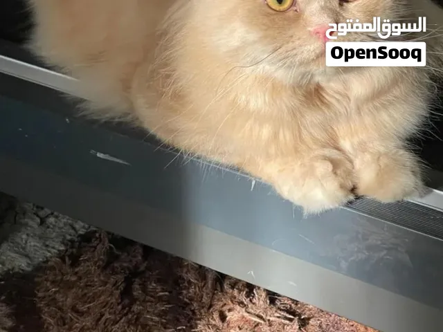 شيرازي للبيع