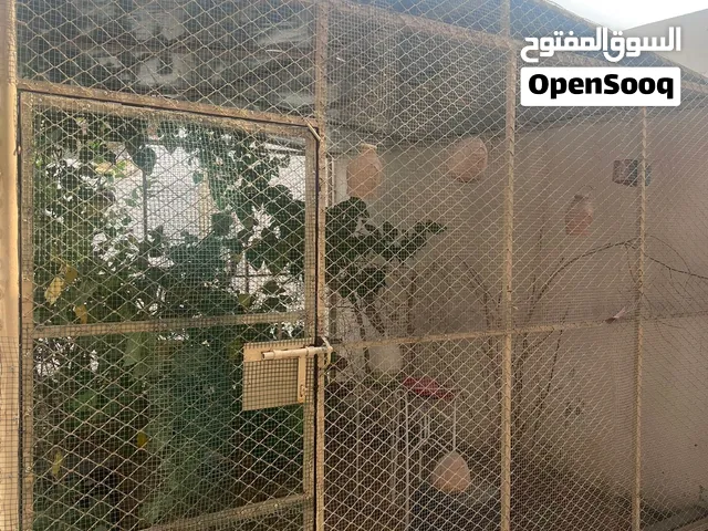 قصف طيور كبير