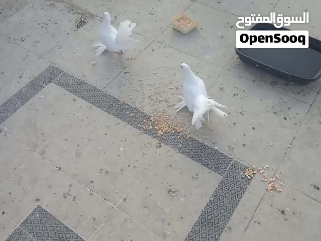 زوج حمام هزاز نخب
