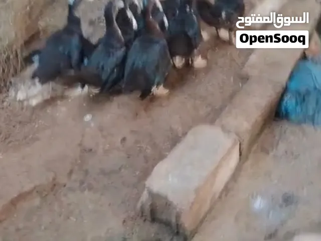 للبيع صيصان بط مصري بيع جمله سعر الحبه ريال ونص موقعي صحار الصويحره للتواصل