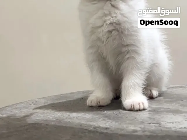 قطه بريتش شورت هير ابيض لعوب (كيتن)