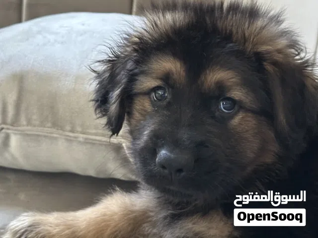 German shepherd king size for sell