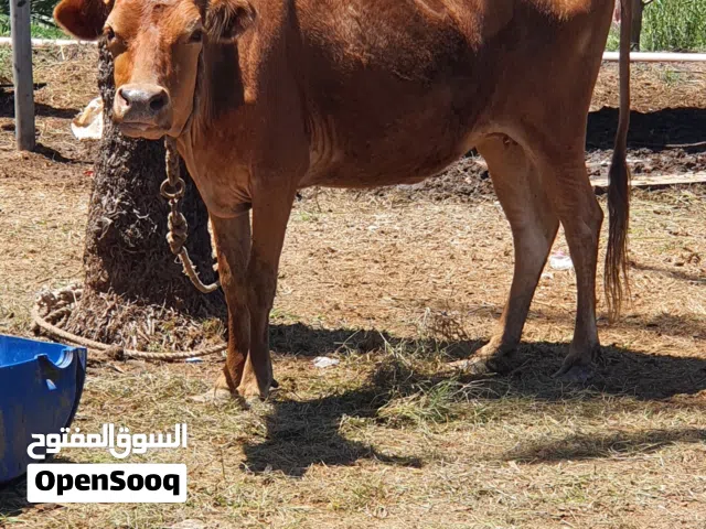 بقره جيرسيه للبيع