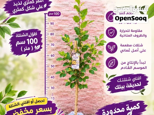 شتللات سدر بطعم لذيذ لا يقاوم