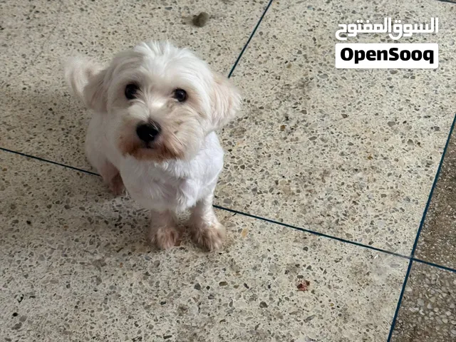 Bichon blanc