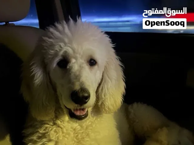 Royal rare poodle