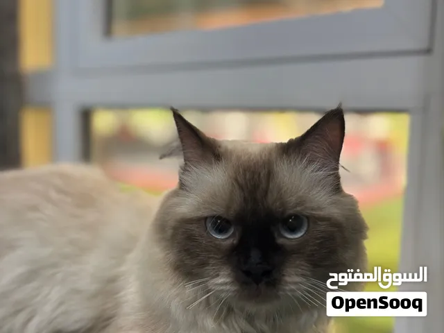قطة هملايا