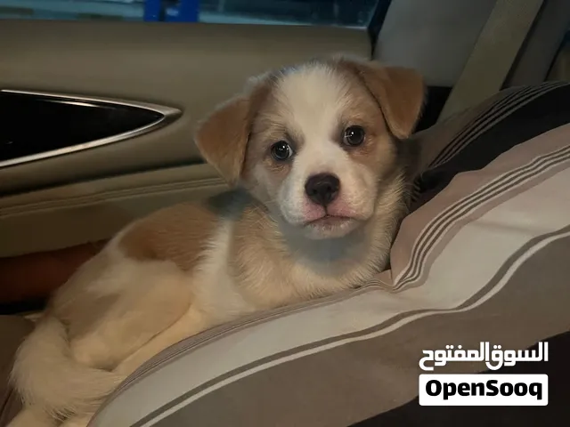 Golden Retriever hybrid 6 weeks old