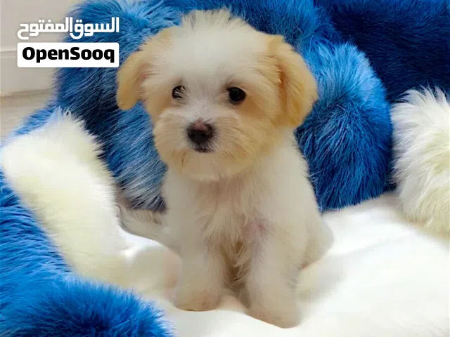 أشيك بنوته مينى هافانيز مبتكبرش حجم صغير