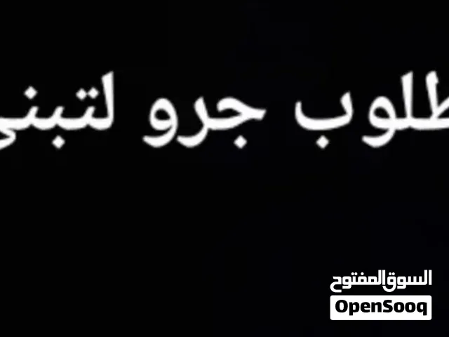 مطلوب كلب للتبني يكون في توصيل لي عين زاره