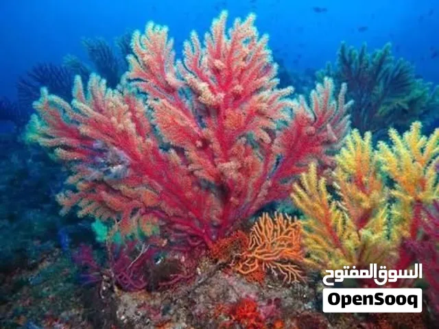 مرجان كبير و صغير