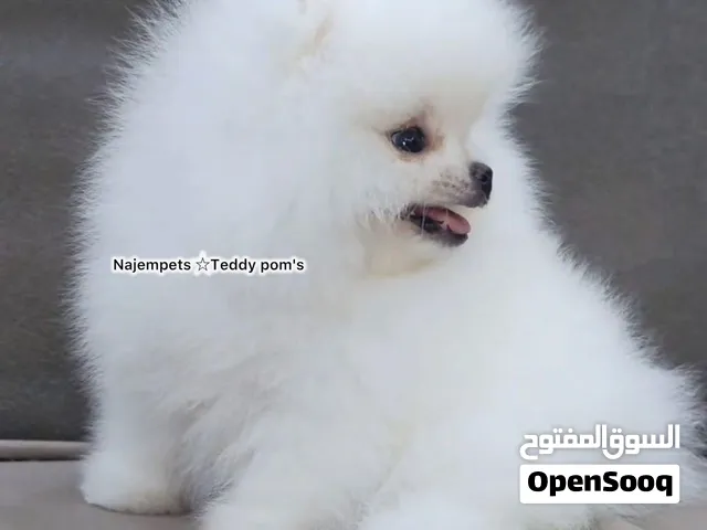 Pomeranian Super Mini Teacup (XS Small Breed) Teddy Bear Pomeranian — ذكر