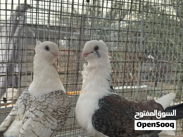 حمام للبيع الوصف مهم  الموقع إزكي