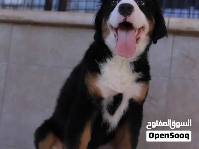 لعشاق النوادر والفخامه بيرنيز ماوتن وارد مصر مع جواز سفر ومايكروشيب وجميع المطاعيم