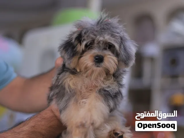 توي بودل +. بيجل +جيرمن شيبرد وورك لاين +بيكينيز + بيرنيز ماوتن + بيتبول = مع جميع المطاعيم وجواز
