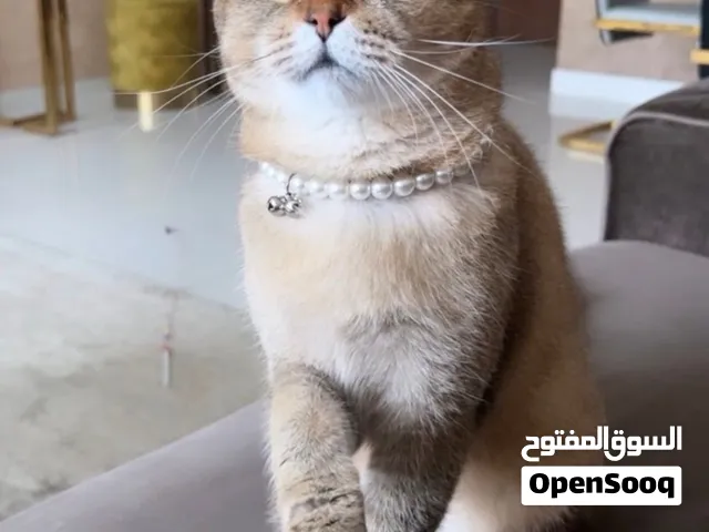 قطة انثى للتزاوج فقط