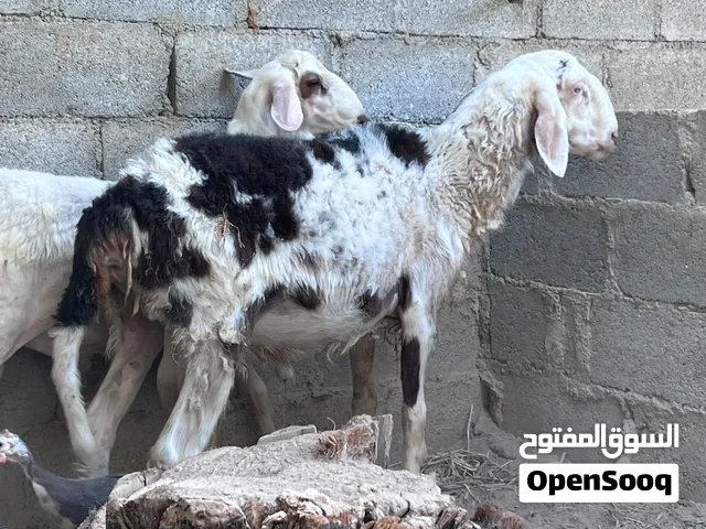 كباشه فول سمنه