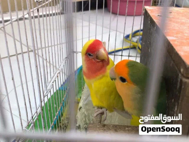 زوج طيور حب روز متوالفين وقريبين على الإنتاج مع القفص