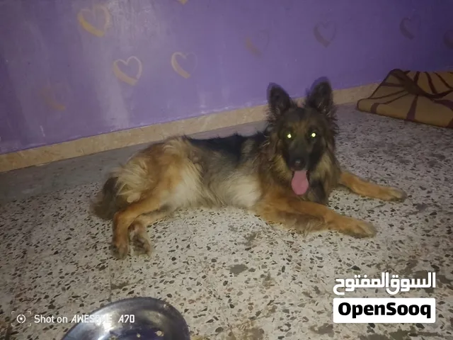 نتايه جيرمن للبيع بسعر مغري