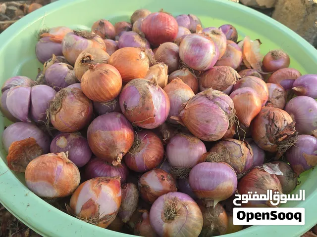 بصل محلي مال دار للبيع جودة ممتازه ومرتب قبل بيع